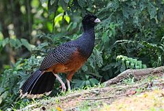 Blue-billed Curassow